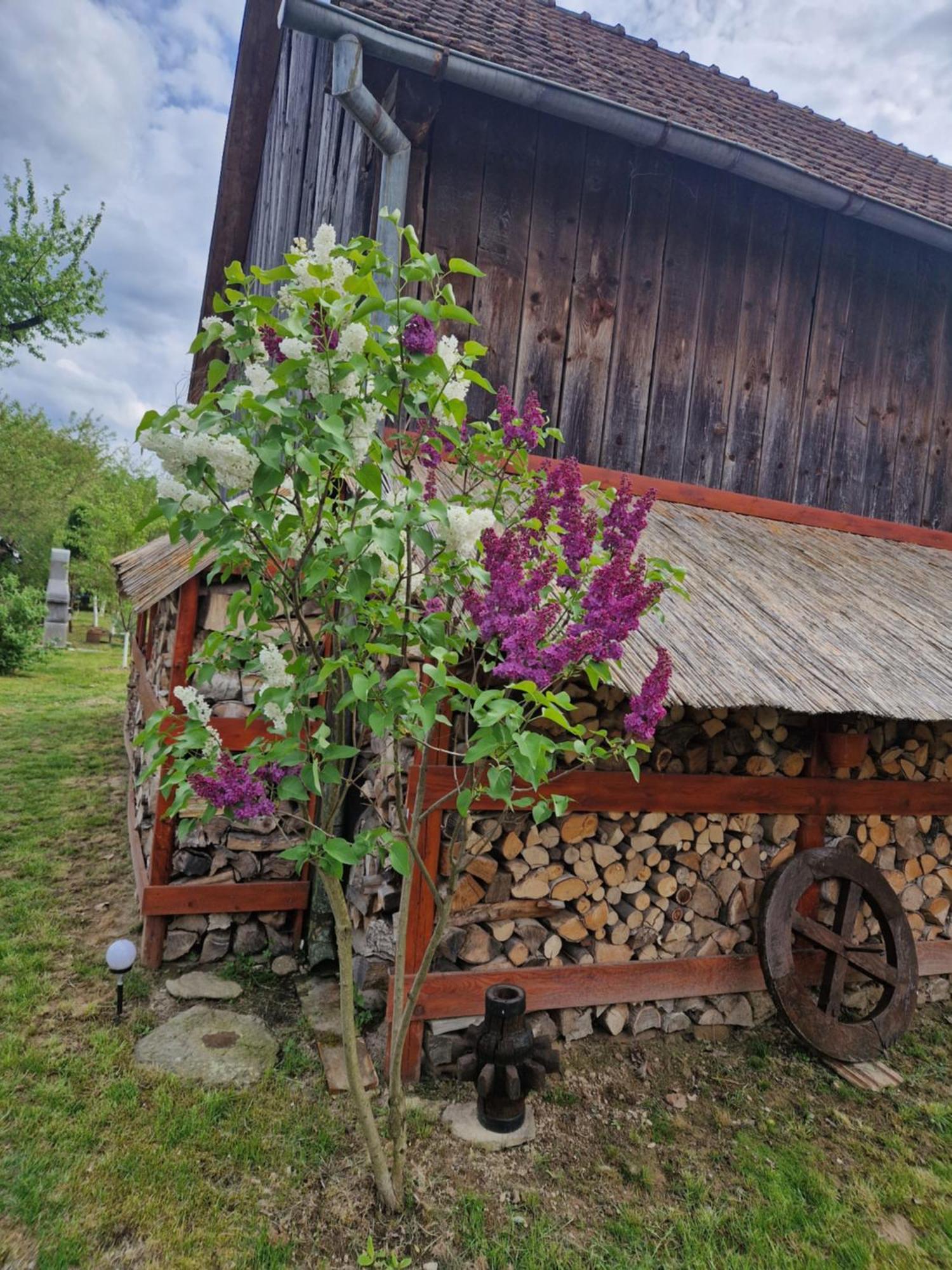 Casa Hariton * Dragus