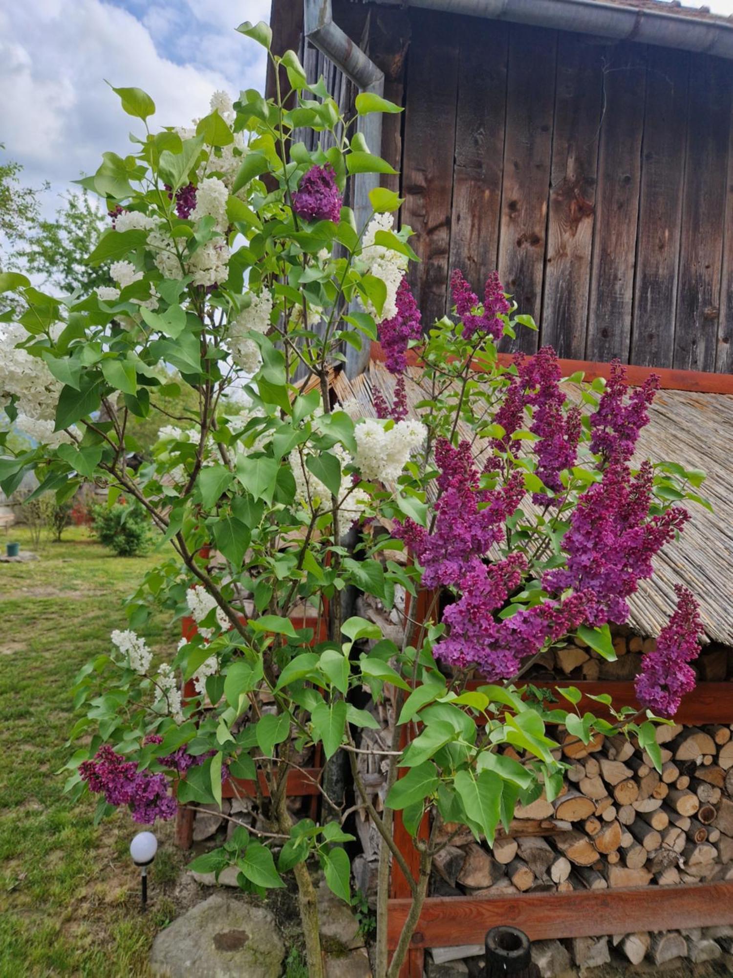 Casa Hariton Case de vacanță
